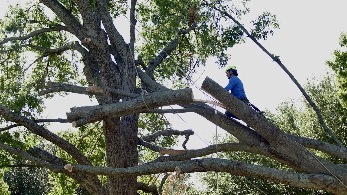 Professional Hazardous Tree Removal performed by certified arborists in Durham